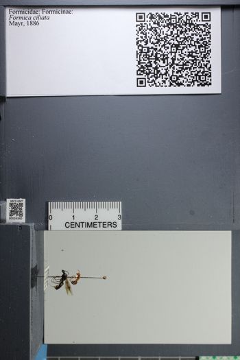Media type: image;   Entomology 524340